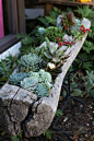 Tree Stump/log with succulents. Love this even with shade loving plants with some moss growing on top.: