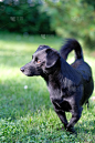 狗,小的,黑色,草坪,拉脱维亚,草,头发,动物,尾巴,人的耳朵