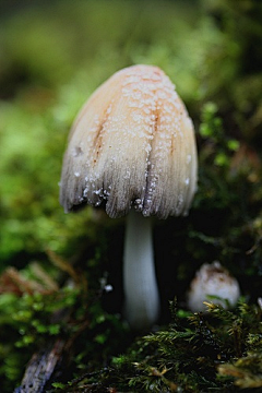 沐雨倾尘采集到菌类