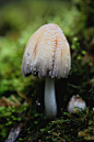 Fungi