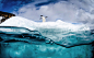 据英国《每日邮报》11月2日报道，美国加州的摄影师贾斯汀·霍夫曼（Justin Hoffman）近期在南极洲的彼得曼岛（Peterman Island）拍到一组企鹅跳水嬉戏的动人画面。为了能拍到最好的画面，他甚至不惜跳入冰冷刺骨的海水中，以独特的视角捕捉企鹅跳水的镜头。

画面中，彼得曼岛上的阿德利企鹅、巴布亚企鹅、帽带企鹅成群结队地走到一座冰山边缘，纵身跃入零下2度的寒冷海水中。

虽然此番拍摄十分艰辛，但是30岁的摄影师表示，看到这些可爱的企鹅在地球上最严酷的环境中生存得这么愉快真是令人不可思议。