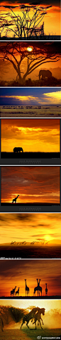 @肯尼亞旅遊局官方微博:#肯尼亚摄影#【马赛马拉草原日落】十大世界上最浪漫的日落地之一，马赛马拉，名副其实！！！ - 原文地址：http://t.cn/zOXk58L