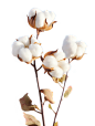 棉花