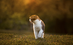 夙荀采集到动物世界-猫猫