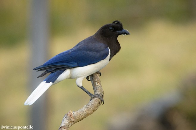The Corvid Blog : My...