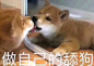 舔狗-表情包