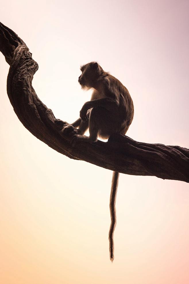 brown monkey sitting...