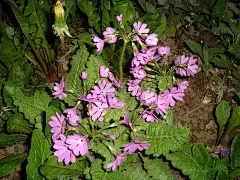 盛开的花朵色彩鲜艳