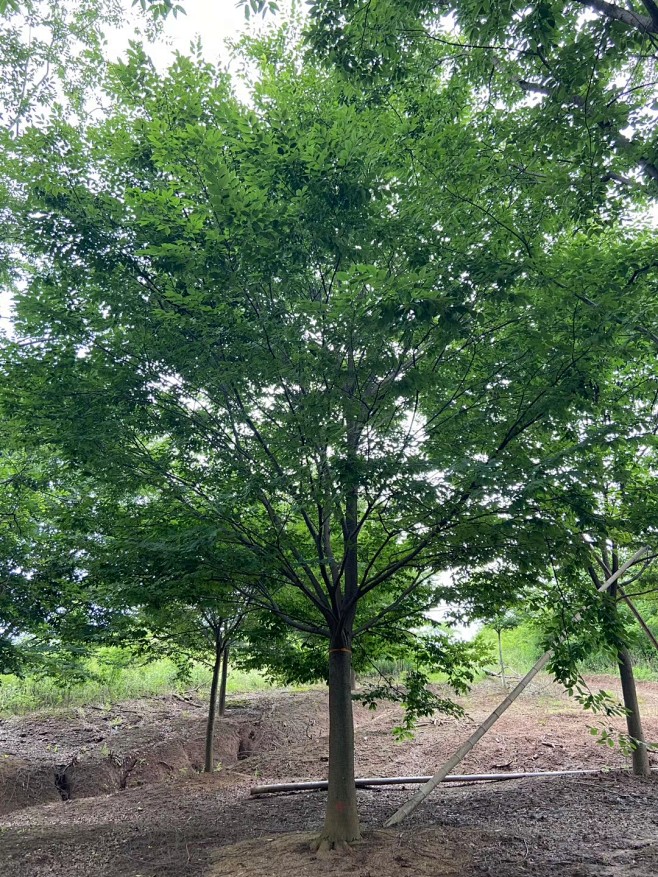 榉树4