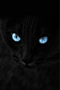 黑色的猫咪其实是暗夜里的精灵