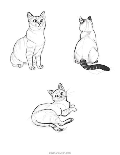 foolscurse采集到动物插画