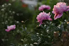牡丹