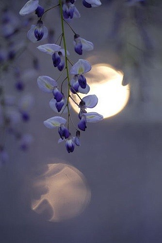  月亮花，紫藤