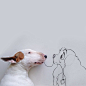 宠物界的影帝 可爱牛头梗狗狗趣味插画