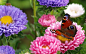 2560x1600 Wallpaper butterfly, flower, bright
