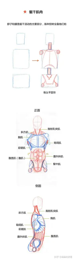 人体躯干肌肉到底怎么画？（比例+穿插关系） : 春哥课堂是我所在的工作室做的条漫绘画教程，为大家的人体绘画学习提供简单的参考。希望大家喜欢哦(≧∇≦)ﾉ本期关键词：比例、穿插关系 更多的原创绘画教程可以关注我的微博：@画画的春哥 微信公众号：动漫手绘…