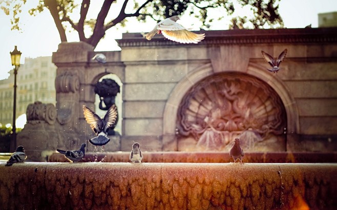 London birds fountai...