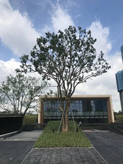 ZSP12345678采集到苗木选型
