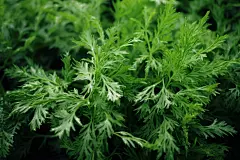 种植艾蒿草药艾草艾叶冰台图片摄影图