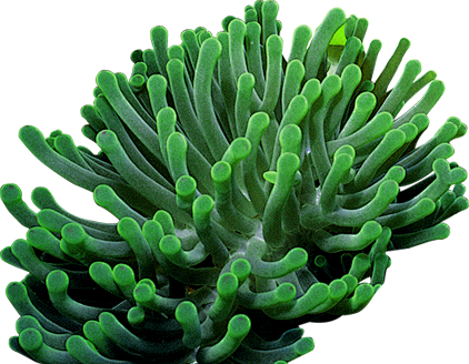 PNG植物3