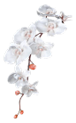 Plant Roots 002 - Clear Cut PNG by Travail-de-lame on DeviantArt