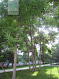 xj-银杏 Ginkgo biloba