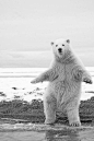 dancing bear