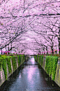 春天,樱桃树,日本,东京,目黑河,自然美,樱之花,日本武士,景观设计,浪漫