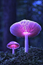 发光的淡紫色蘑菇