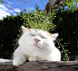 【Ameba】6.26-3   犬薺の種 <植> 犬荠的种子・#猫叔# #篮子猫-猫叔# ​​​​