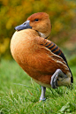 The Fulvous Whistling Duck (Dendrocygna bicolor) photo by Bob Hall