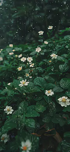 绿色养眼手机壁纸 - 小红书