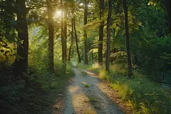 童话般山林间林荫小道