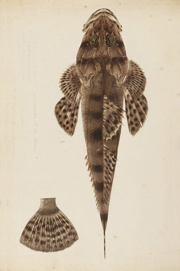 鱼类图鉴杜父鱼