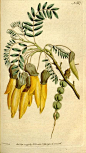 Sophora tetraptera. The Botanical magazine, or, Flower-garden displayed v.5-6 (1792-1793). [S.l. :s.n.],1790-1800. Biodiversitylibrary. Biodivlibrary. BHL. Biodiversity Heritage Library: 