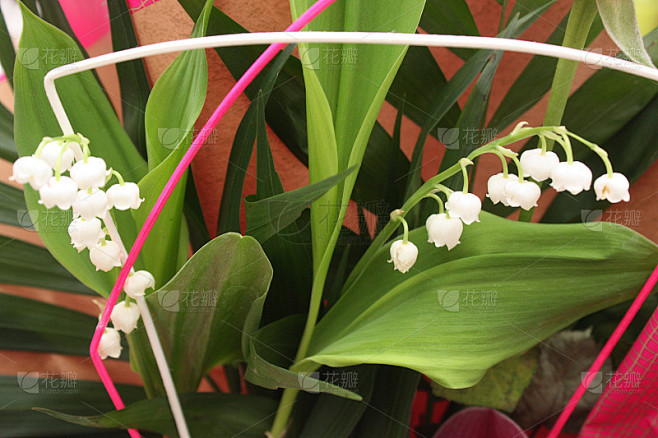 五月一日的五月花