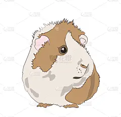 彩色图片,豚鼠,可爱的,肖像,食品,哺乳纲,猪,小的,数码图形,复古