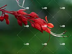 花 花卉背景 植物群 美丽的花朵 花壁纸 自然 红色的 盛开