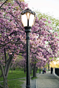 Central Park