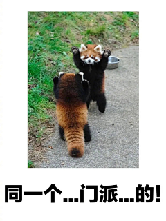 薛定谔的小熊猫采集到猫猫