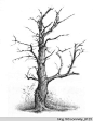 树的画法学习 - wby_6123 - wby_6123的博客