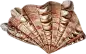Seashells-(8)