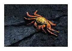 红岩蟹 grapsus grapsus 甲壳纲 十足目 方蟹科 岩蟹属
Tony Creedon在500px的火山岩上发现了一种很轻的螃蟹 _虾蟹采下来 #率叶插件，让花瓣网更好用#