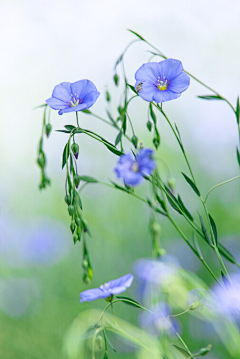 淡笺素语采集到花季