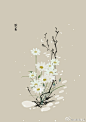 #365天生日花# 1月28号 生日花：雏菊（Common Daisy） 
花语：纯情（Purity） ​​​​
