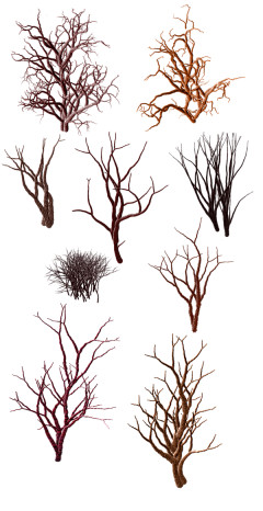 woshiy采集到植物