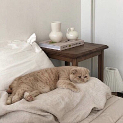 奶king采集到猫 狗热恋