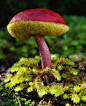 Leven Toadstool by Greg Eyre