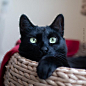 Boots and Bear on Instagram: “It’s a windy #Caturday but luckily Bear has a cozy place to be! . #bootsandbearcat #blackcat #blackcats #pamperedcats #buzzfeedpets…”