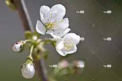 樱桃花 樱桃 花壁纸 花卉背景 美丽的花朵 花 自然 宏